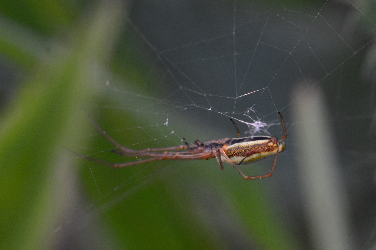 Tetragnatha montana Tetragnatha montana